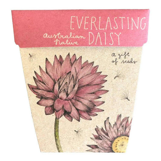 Sow 'n Sow | Everlasting Daisy Gift of Seeds